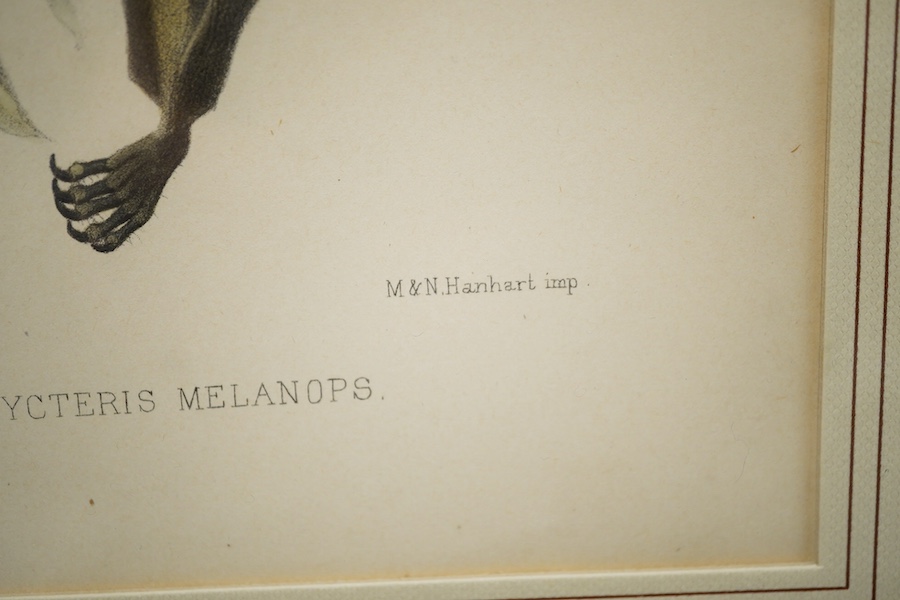 After J. Smith, colour lithograph, study of a bat, ‘Melonycteris Melanops’, 21 x 15cm